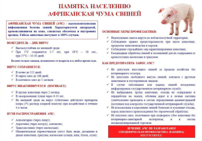 Африканская чума свиней (АЧС)
