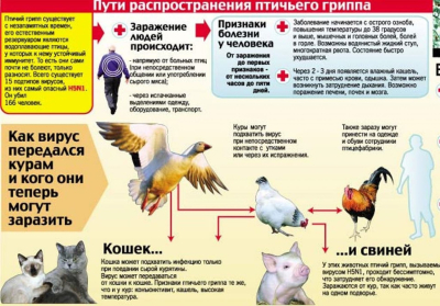 Пути распространения птичьего гриппа