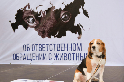 Обращаем ваше внимание, что угрозу представляют не только бродячие собаки, но и домашние питомцы