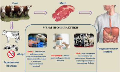 Бруцеллёз с/х животных