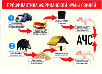 ПАМЯТКА НАСЕЛЕНИЮ. АФРИКАНСКАЯ ЧУМА СВИНЕЙ