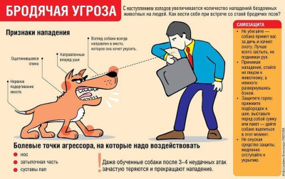 Профилактика несчастных случаев при нападении бродячих собак