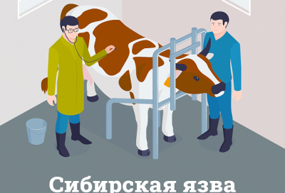 Сибирская язва - памятка для населения