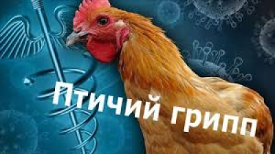 Памятка для населения по профилактике гриппа птиц ГРИПП ПТИЦ