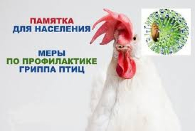 Осторожно! Птичий грипп.