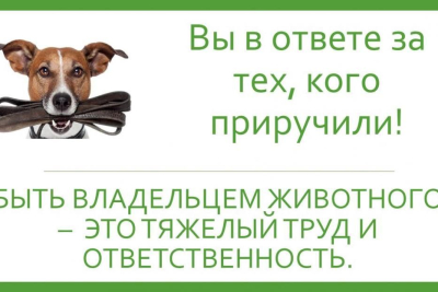 Выгул собак без присмотра
