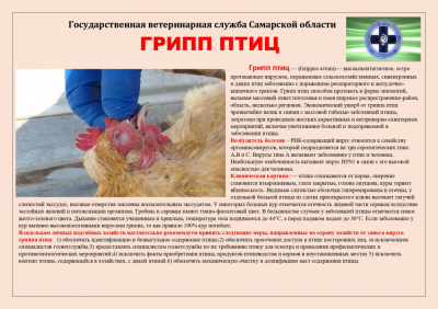 Профилактика «птичьего гриппа»
